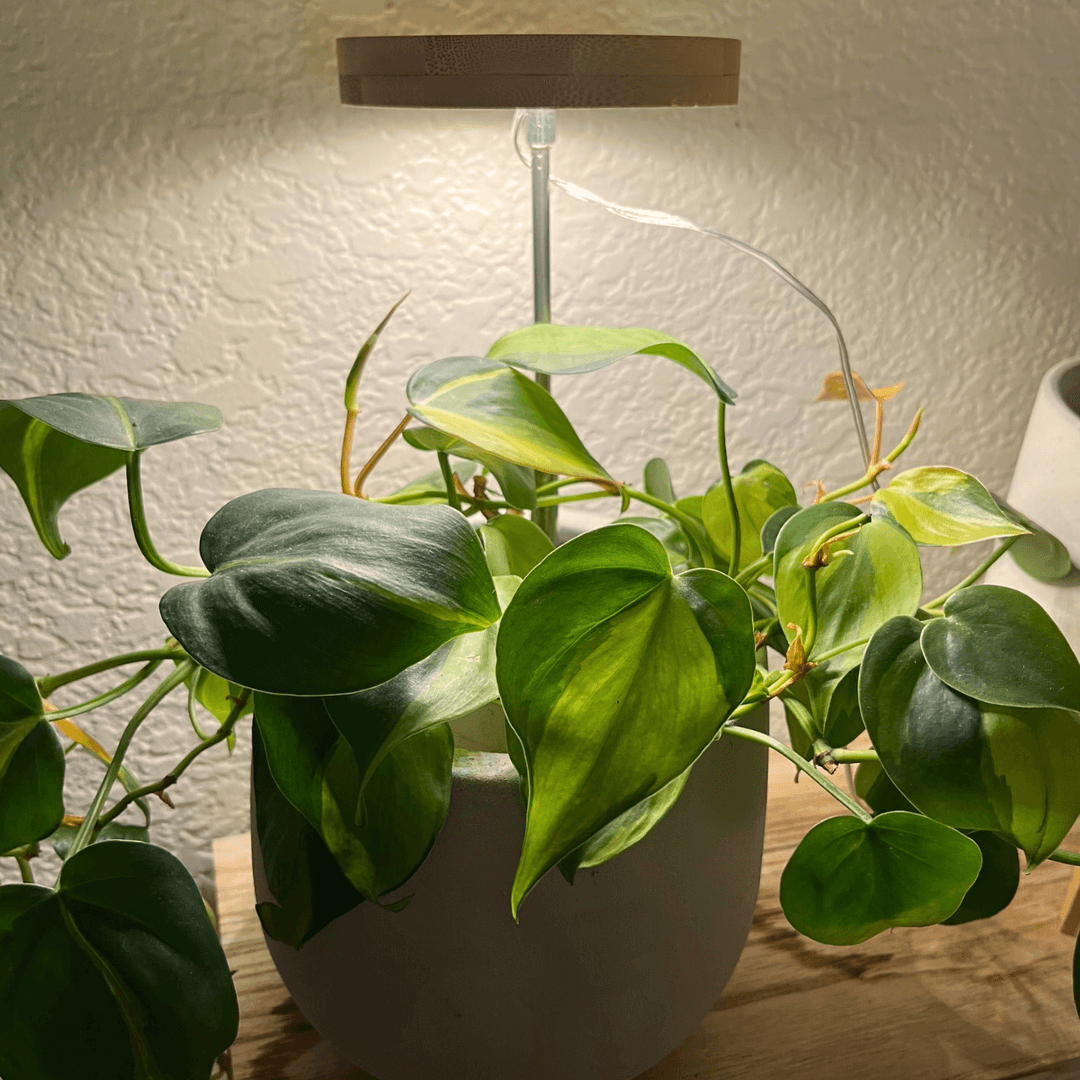 A wooden plant light inside a green plant